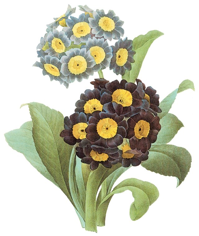 Prima Auricula