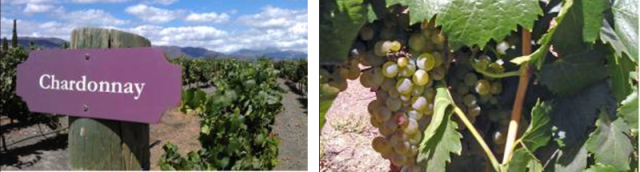 Chardonay