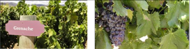 Grenache