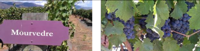 Mourvedre