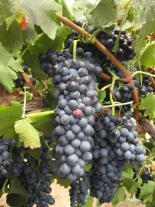 Shiraz Grapes - Hunter Valley